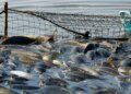 Украина планирует сократить зависимость от импорта рыбной продукции
