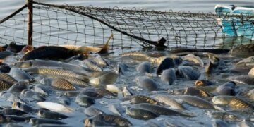 Украина планирует сократить зависимость от импорта рыбной продукции