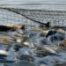Украина планирует сократить зависимость от импорта рыбной продукции