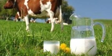 Сокращение поголовья коров у населения стимулирует рынок промышленных молокопродуктов – аналитики