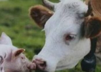 4-й грантовый цикл с финансированием до 1,1 млн грн запущен для агропроизводителей Украины через ДАР – Минэкономики