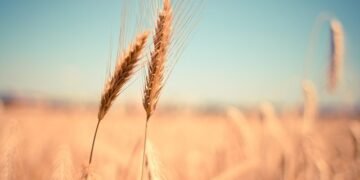 Цены на агроземли за три года могут вырасти на 80-100% – эксперты