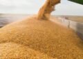 Минэкономики прогнозирует уменьшение урожая зерновых в 2026г. всего на 1%
