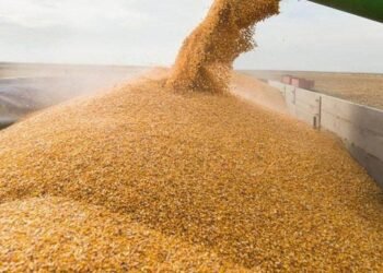 Минэкономики прогнозирует уменьшение урожая зерновых в 2026г. всего на 1%