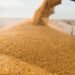 Минэкономики прогнозирует уменьшение урожая зерновых в 2026г. всего на 1%