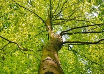 В Украине создадут платформу Forest Friends for Ukraine и трастовый фонд для привлечения международной помощи в лесную отрасль