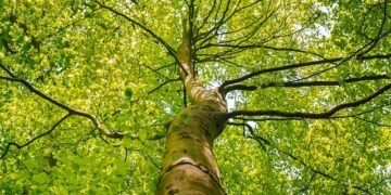 В Украине создадут платформу Forest Friends for Ukraine и трастовый фонд для привлечения международной помощи в лесную отрасль