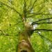 В Украине создадут платформу Forest Friends for Ukraine и трастовый фонд для привлечения международной помощи в лесную отрасль