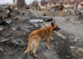 Снайпер из РФ убил пожилого жителя Бучи, когда тот кормил собаку: личность оккупанта установлена