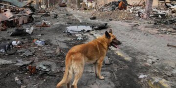 Снайпер из РФ убил пожилого жителя Бучи, когда тот кормил собаку: личность оккупанта установлена