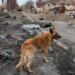 Снайпер из РФ убил пожилого жителя Бучи, когда тот кормил собаку: личность оккупанта установлена