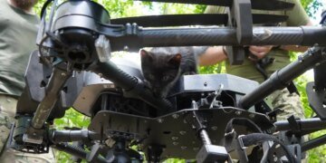 В Запорожской области военные эвакуировали кошку с пятью котятами с помощью дрона. ФОТО
