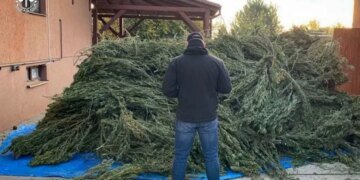 Сушил наркотик в гараже: на Закарпатье осудили мужчину за наркоплантацию дома