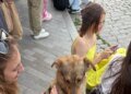 Невероятное спасение: напуганная взрывами собака в Одессе сама пришла к людям и вернулась домой