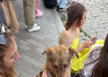 Невероятное спасение: напуганная взрывами собака в Одессе сама пришла к людям и вернулась домой
