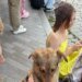 Невероятное спасение: напуганная взрывами собака в Одессе сама пришла к людям и вернулась домой