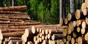 Охранники заповедного леса сами организовали его незаконную вырубку — дело на Тернопольщине. ВИДЕО