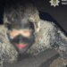 В Киеве полиция 5 часов отмывала грабителя, залезшего в бочку со смолой. ФОТО
