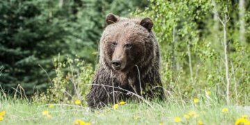 В России медведь убил двух россиянок, собиравших грибы — их тела нашли лишь через несколько дней