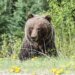 В России медведь убил двух россиянок, собиравших грибы — их тела нашли лишь через несколько дней