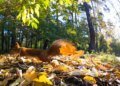 Синоптики предупредили о дождях и потеплении до +20°