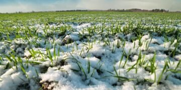 Посевы озимых зерновых достигли почти половины от прогноза
