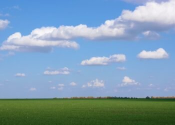 Посевы озимых зерновых достигли почти половины от прогноза