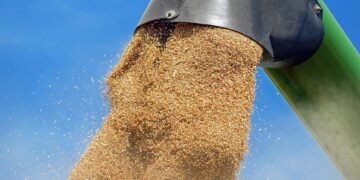 Урожайность пшеницы в «Кернел» выросла на 9%, подсолнечника – на 18%, рапса – на 48%, а кукурузы снизилась на 13%