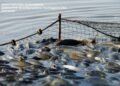 Рада ввела аукционы для привлечения инвестиций в рыбное хозяйство и упростила доступ к водным объектам
